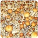 Псилоцибиновые (галлюциногенные) грибы в Советском Psilocybin "Golden Teacher" Псилоцибиновые (галлюциногенные) грибы в Советском Psilocybin "Golden Teacher"