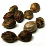 Семена марихуаны АК-47 (Seeds AK-47) в Советском Семена марихуаны АК-47 (Seeds AK-47) в Советском